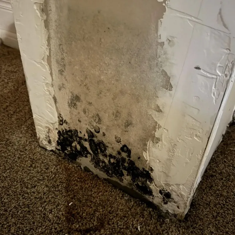 Professional Mold Removal in Blaine, WA
